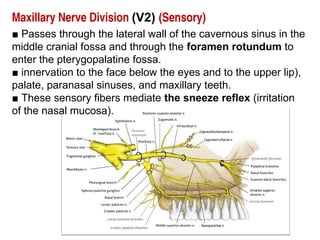 Maxillary Nerve Division (V2) (Sensory)
■ Passes through the lateral wall of the cavernous sinus in the
middle cranial fossa and through the foramen rotundum to
enter the pterygopalatine fossa.
■ innervation to the face below the eyes and to the upper lip),
palate, paranasal sinuses, and maxillary teeth.
■ These sensory fibers mediate the sneeze reflex (irritation
of the nasal mucosa).
 