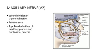 MAXILLARY NERVE(V2)
• Second division of
trigeminal nerve
• Pure sensory
• Supplies derivatives of
maxillary process and
frontonasal process
 