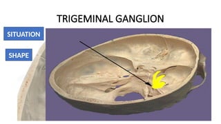Comprehensive Anatomy and Function of the Trigeminal Nerve | PPTX