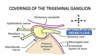 Comprehensive Anatomy and Function of the Trigeminal Nerve | PPTX
