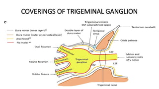 Comprehensive Anatomy and Function of the Trigeminal Nerve | PPTX