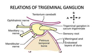Comprehensive Anatomy and Function of the Trigeminal Nerve | PPTX