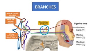 Comprehensive Anatomy and Function of the Trigeminal Nerve | PPTX