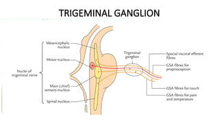 Comprehensive Anatomy and Function of the Trigeminal Nerve | PPTX