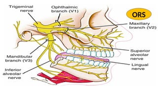Comprehensive Anatomy and Function of the Trigeminal Nerve | PPTX