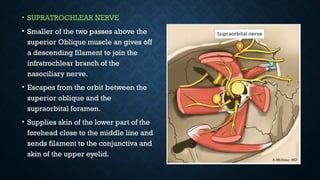 Supratrochlear Node Function Comprehensive Overview of the Trigeminal Nerve Anatomy and Function | PPTX