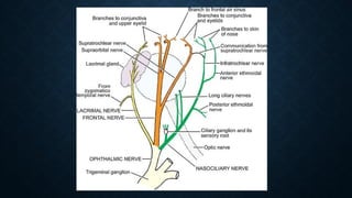 Comprehensive Overview of the Trigeminal Nerve Anatomy and Function | PPTX