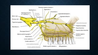 Comprehensive Overview of the Trigeminal Nerve Anatomy and Function | PPTX