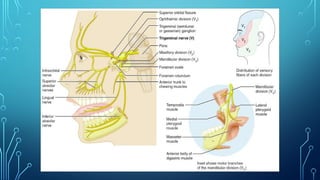 Comprehensive Overview of the Trigeminal Nerve: Anatomy and Divisions ...