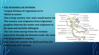 Comprehensive Overview of the Trigeminal Nerve: Anatomy and Divisions ...