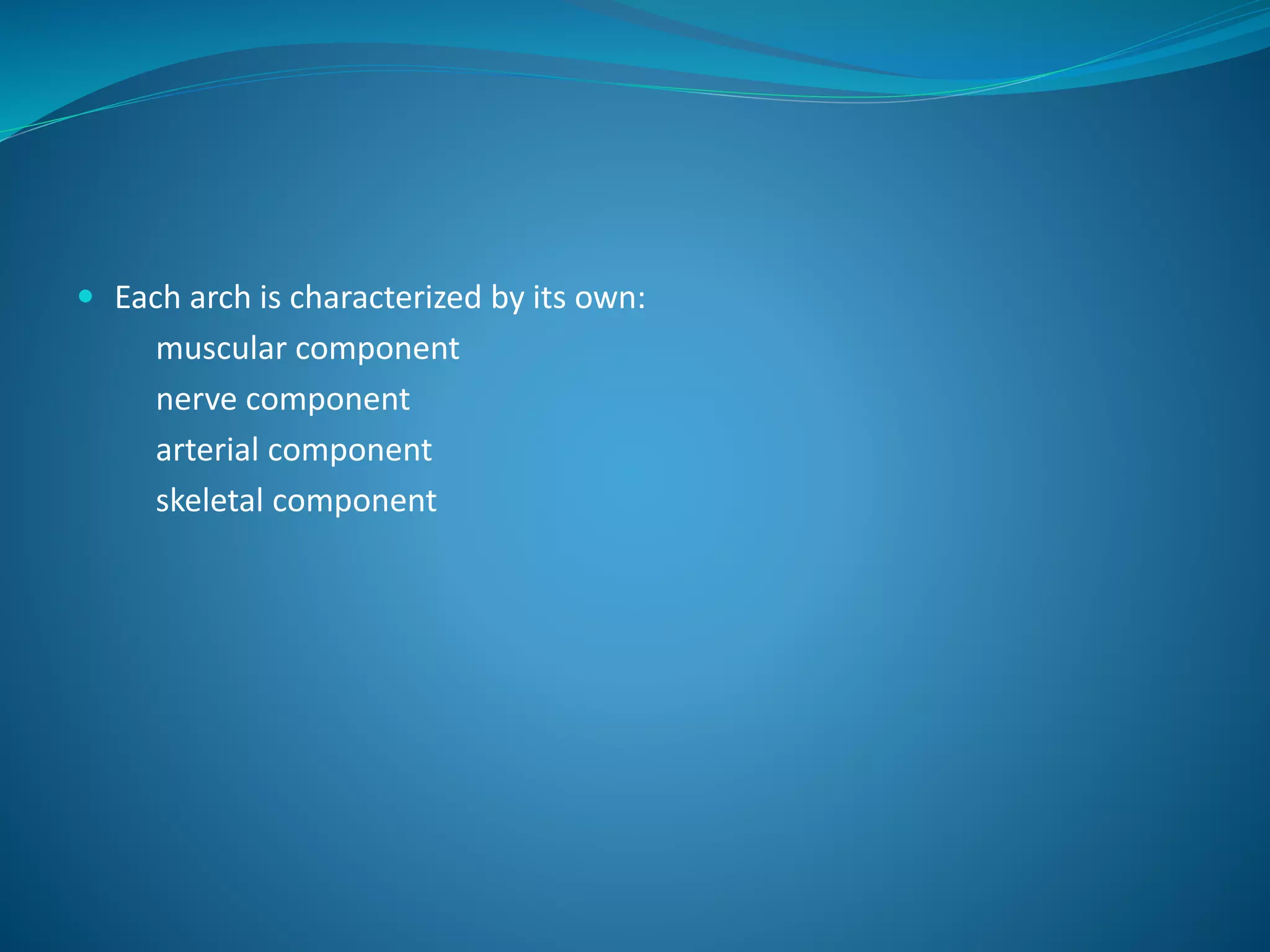  Each arch is characterized by its own:
muscular component
nerve component
arterial component
skeletal component
 