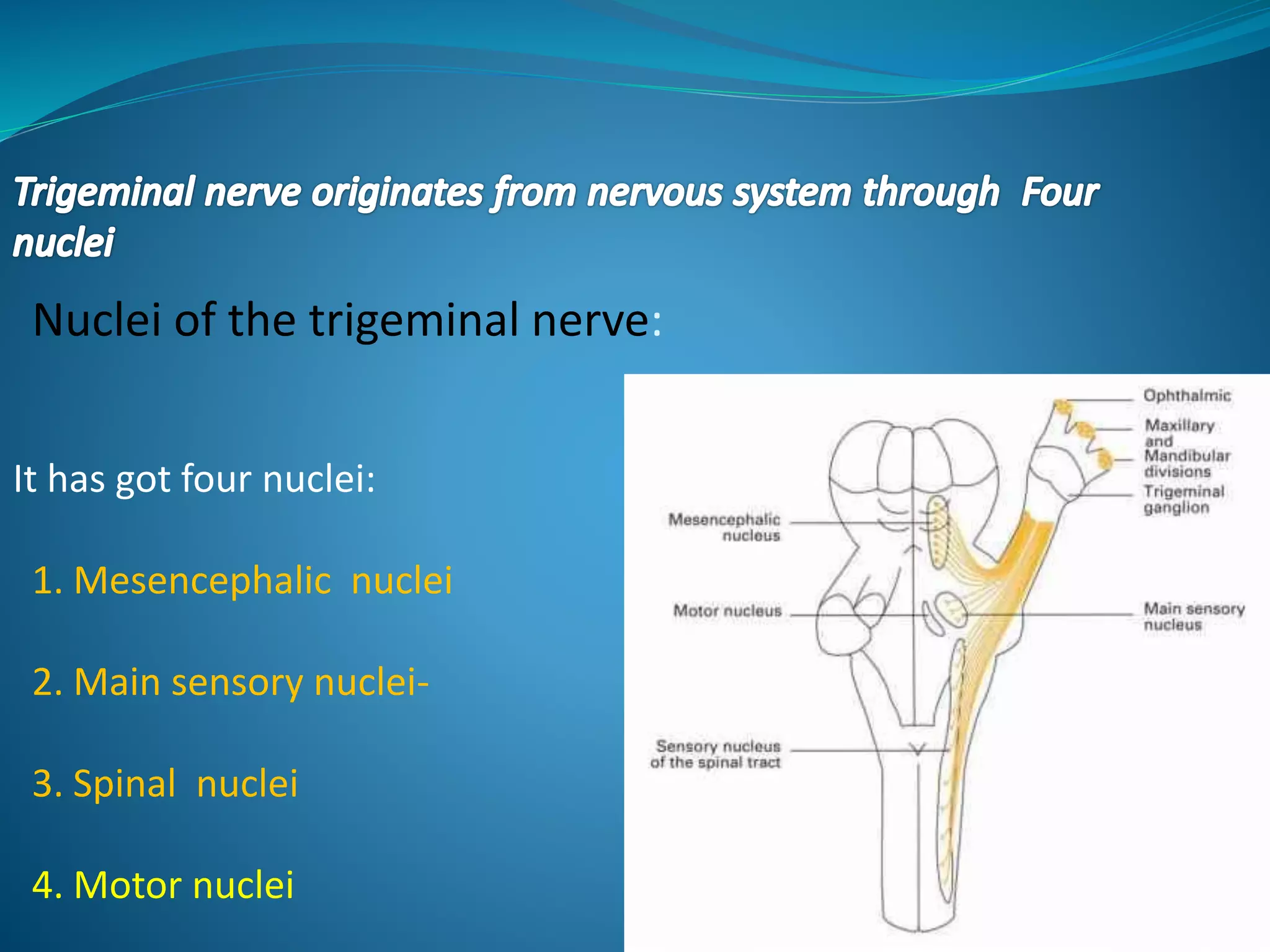 Nuclei of the trigeminal nerve:
It has got four nuclei:
1. Mesencephalic nuclei
2. Main sensory nuclei-
3. Spinal nuclei
4. Motor nuclei
 