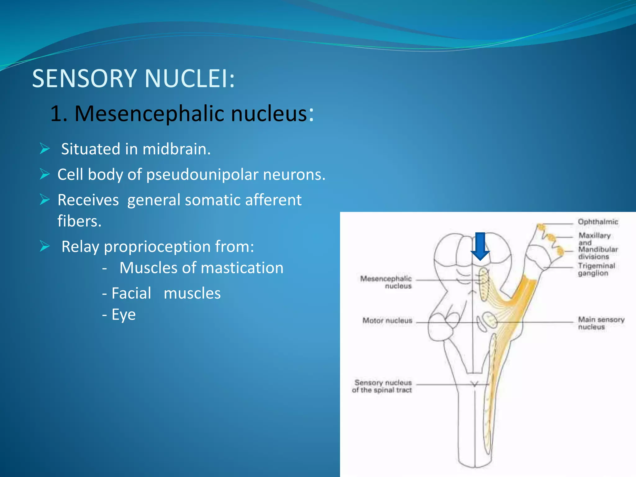 SENSORY NUCLEI:
1. Mesencephalic nucleus:
 Situated in midbrain.
 Cell body of pseudounipolar neurons.
 Receives general somatic afferent
fibers.
 Relay proprioception from:
- Muscles of mastication
- Facial muscles
- Eye
 