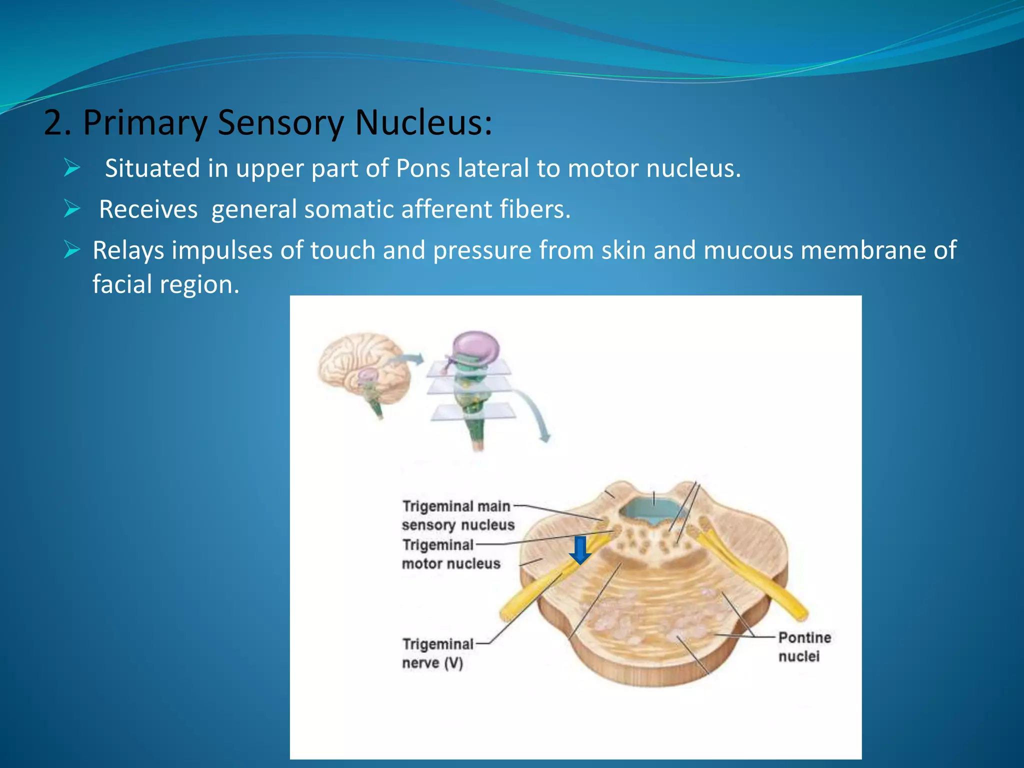 2. Primary Sensory Nucleus:
 Situated in upper part of Pons lateral to motor nucleus.
 Receives general somatic afferent fibers.
 Relays impulses of touch and pressure from skin and mucous membrane of
facial region.
 