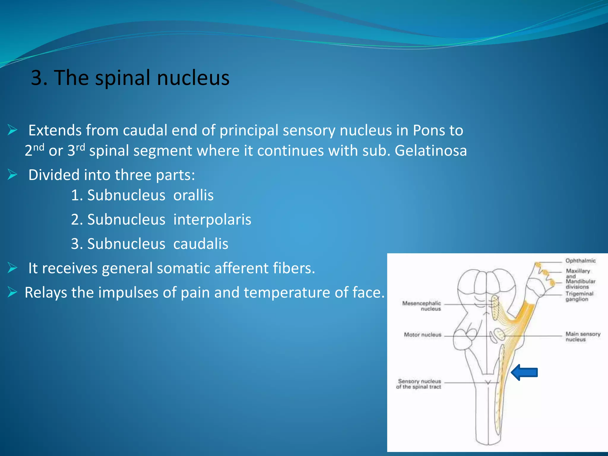 3. The spinal nucleus
 Extends from caudal end of principal sensory nucleus in Pons to
2nd or 3rd spinal segment where it continues with sub. Gelatinosa
 Divided into three parts:
1. Subnucleus orallis
2. Subnucleus interpolaris
3. Subnucleus caudalis
 It receives general somatic afferent fibers.
 Relays the impulses of pain and temperature of face.
 