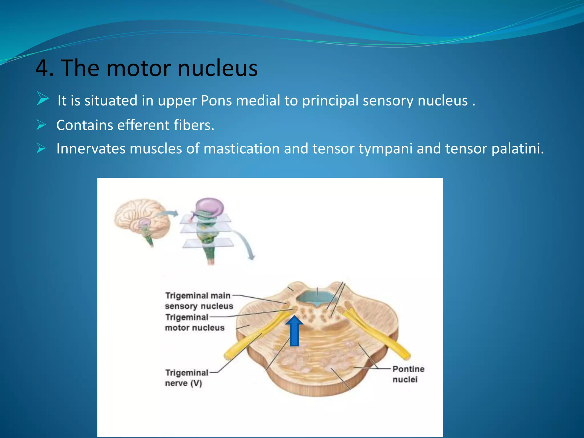 4. The motor nucleus
 It is situated in upper Pons medial to principal sensory nucleus .
 Contains efferent fibers.
 Innervates muscles of mastication and tensor tympani and tensor palatini.
 