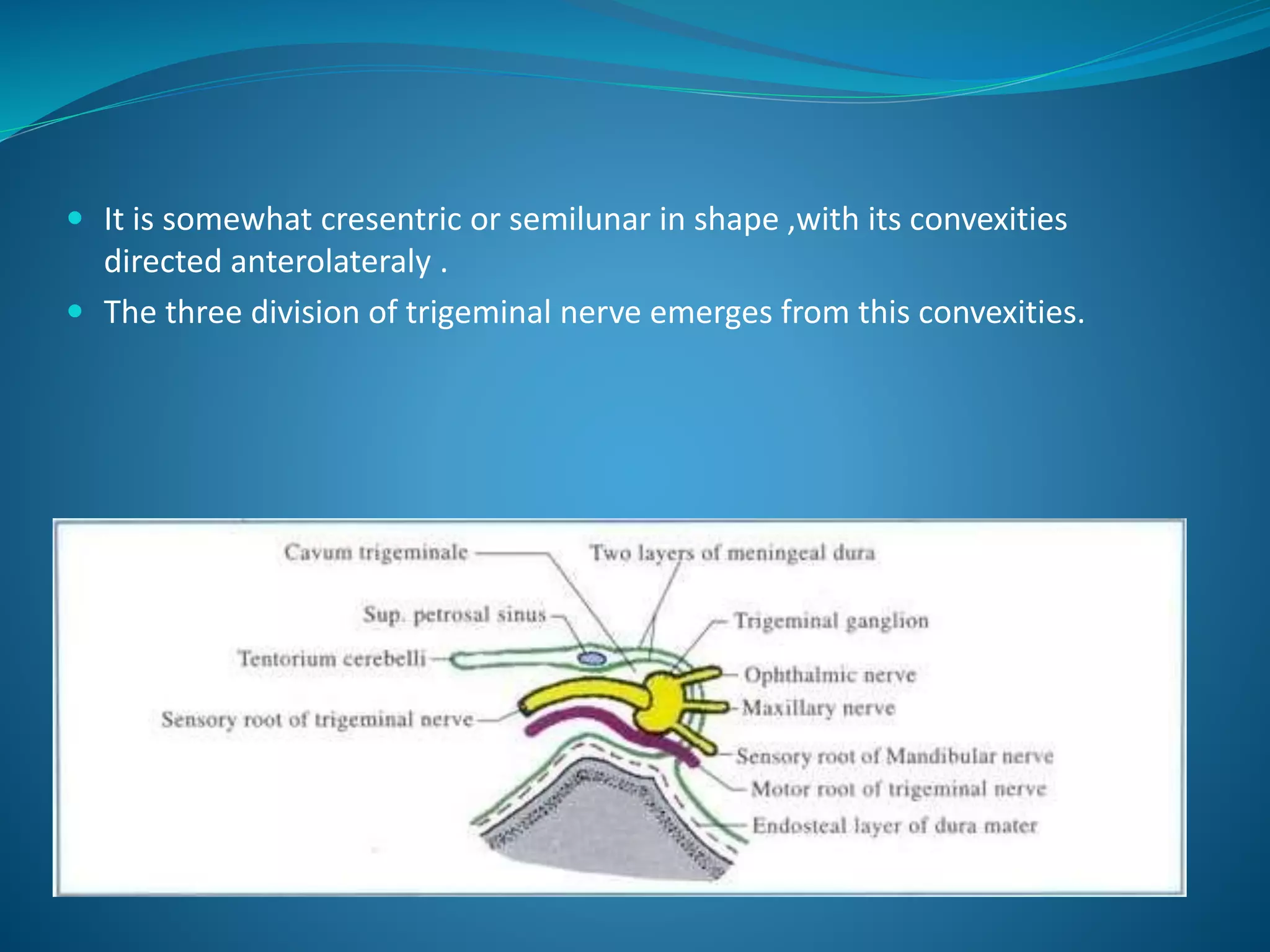  It is somewhat cresentric or semilunar in shape ,with its convexities
directed anterolateraly .
 The three division of trigeminal nerve emerges from this convexities.
 