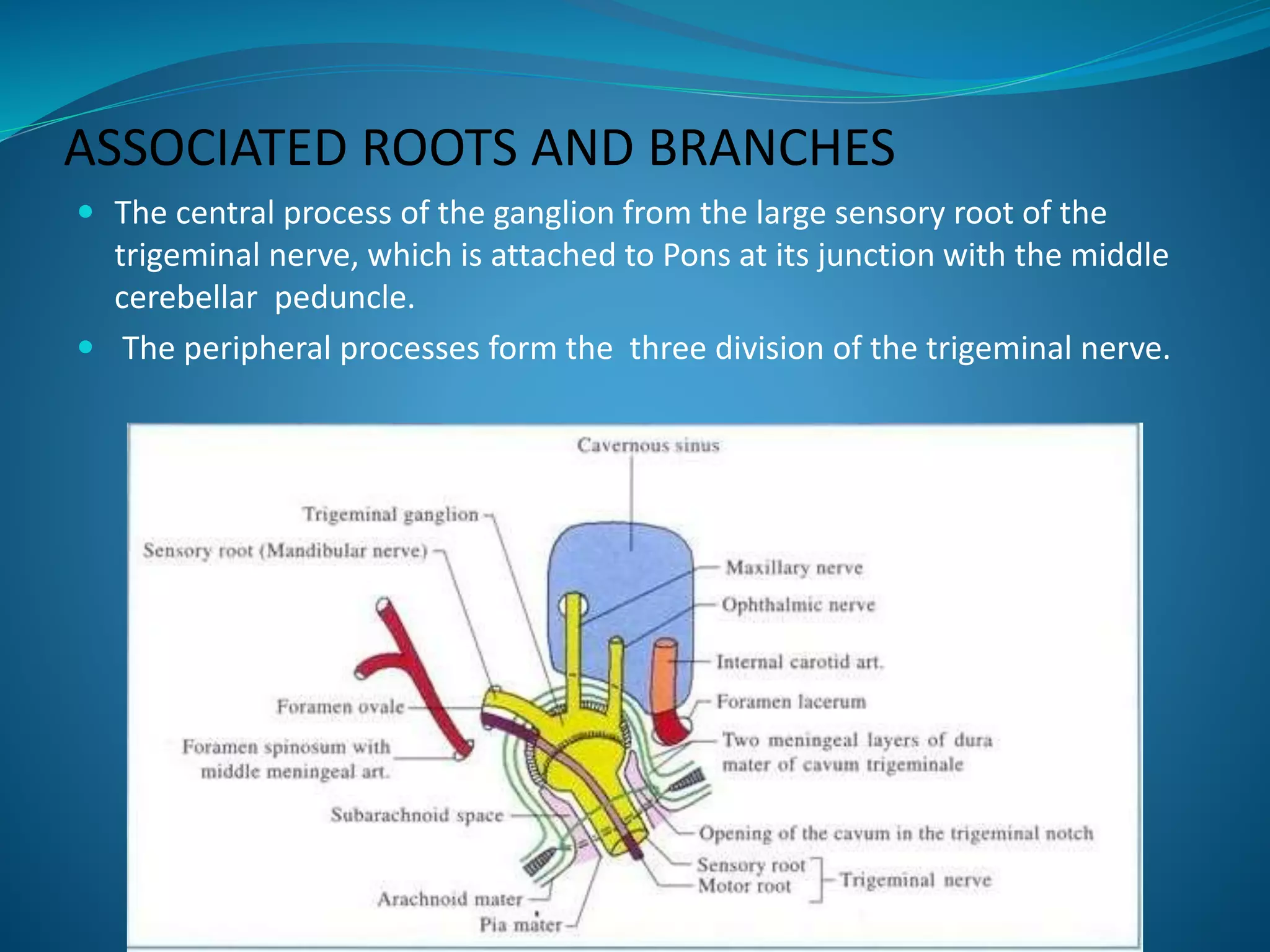ASSOCIATED ROOTS AND BRANCHES
 The central process of the ganglion from the large sensory root of the
trigeminal nerve, which is attached to Pons at its junction with the middle
cerebellar peduncle.
 The peripheral processes form the three division of the trigeminal nerve.
 