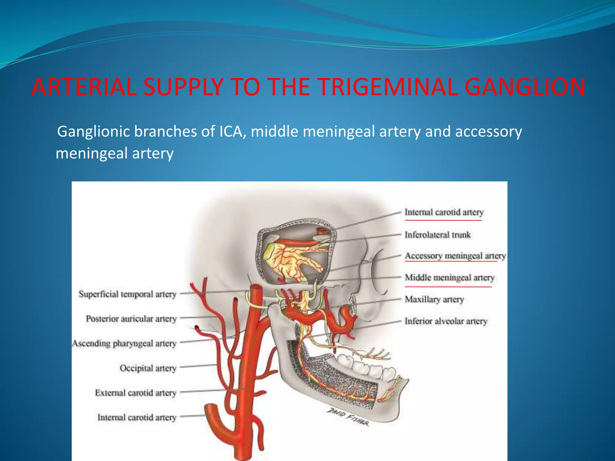 ARTERIAL SUPPLY TO THE TRIGEMINAL GANGLION
Ganglionic branches of ICA, middle meningeal artery and accessory
meningeal artery
 