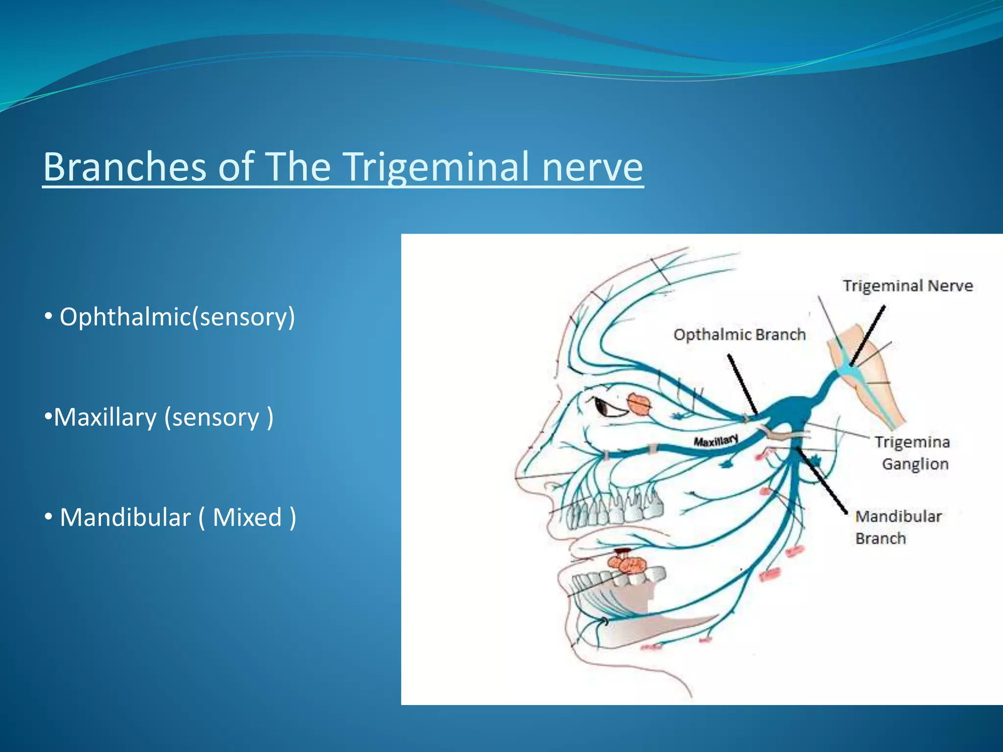 Branches of The Trigeminal nerve
• Ophthalmic(sensory)
•Maxillary (sensory )
• Mandibular ( Mixed )
 
