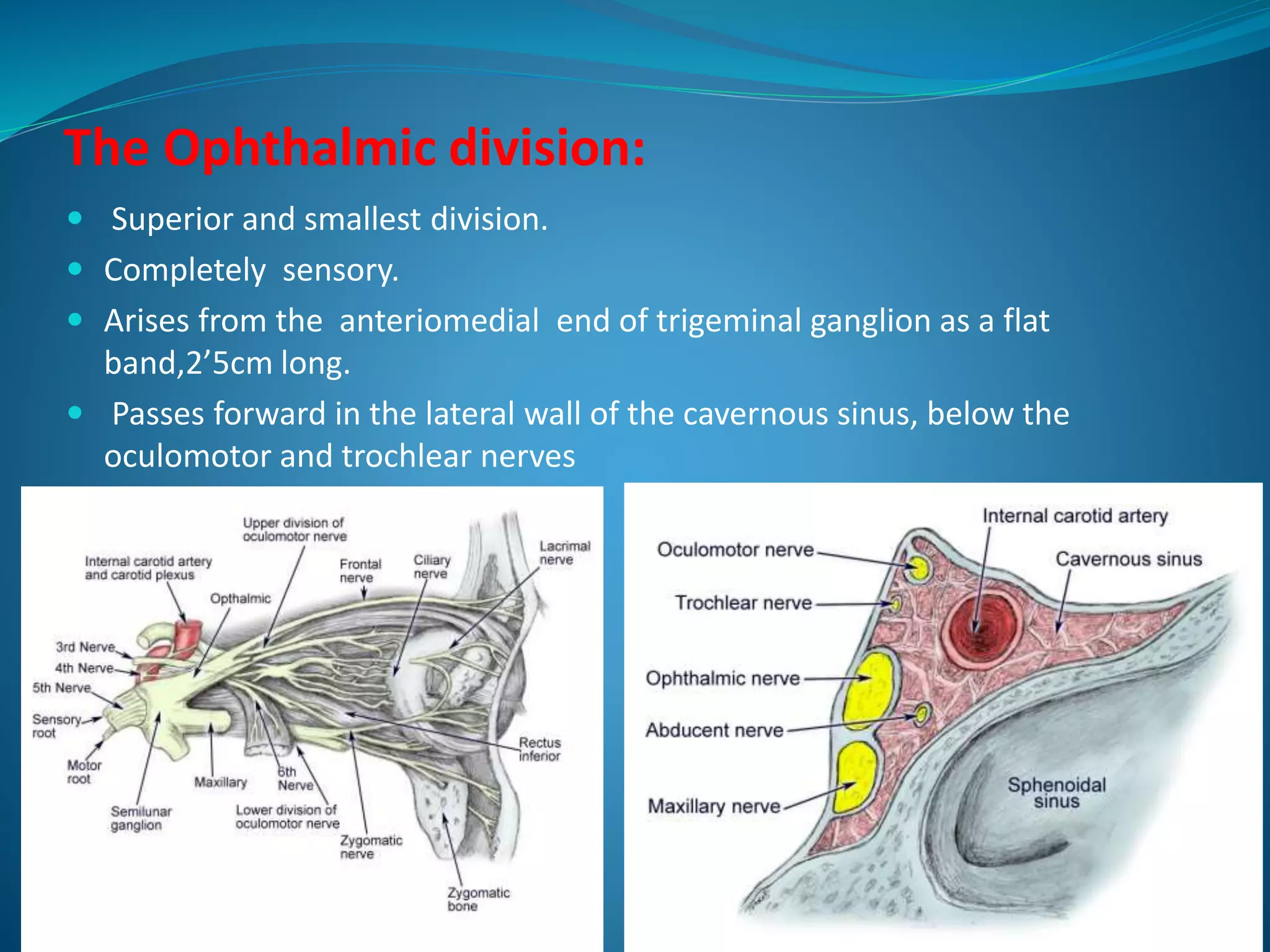 The Ophthalmic division:
 Superior and smallest division.
 Completely sensory.
 Arises from the anteriomedial end of trigeminal ganglion as a flat
band,2’5cm long.
 Passes forward in the lateral wall of the cavernous sinus, below the
oculomotor and trochlear nerves
 