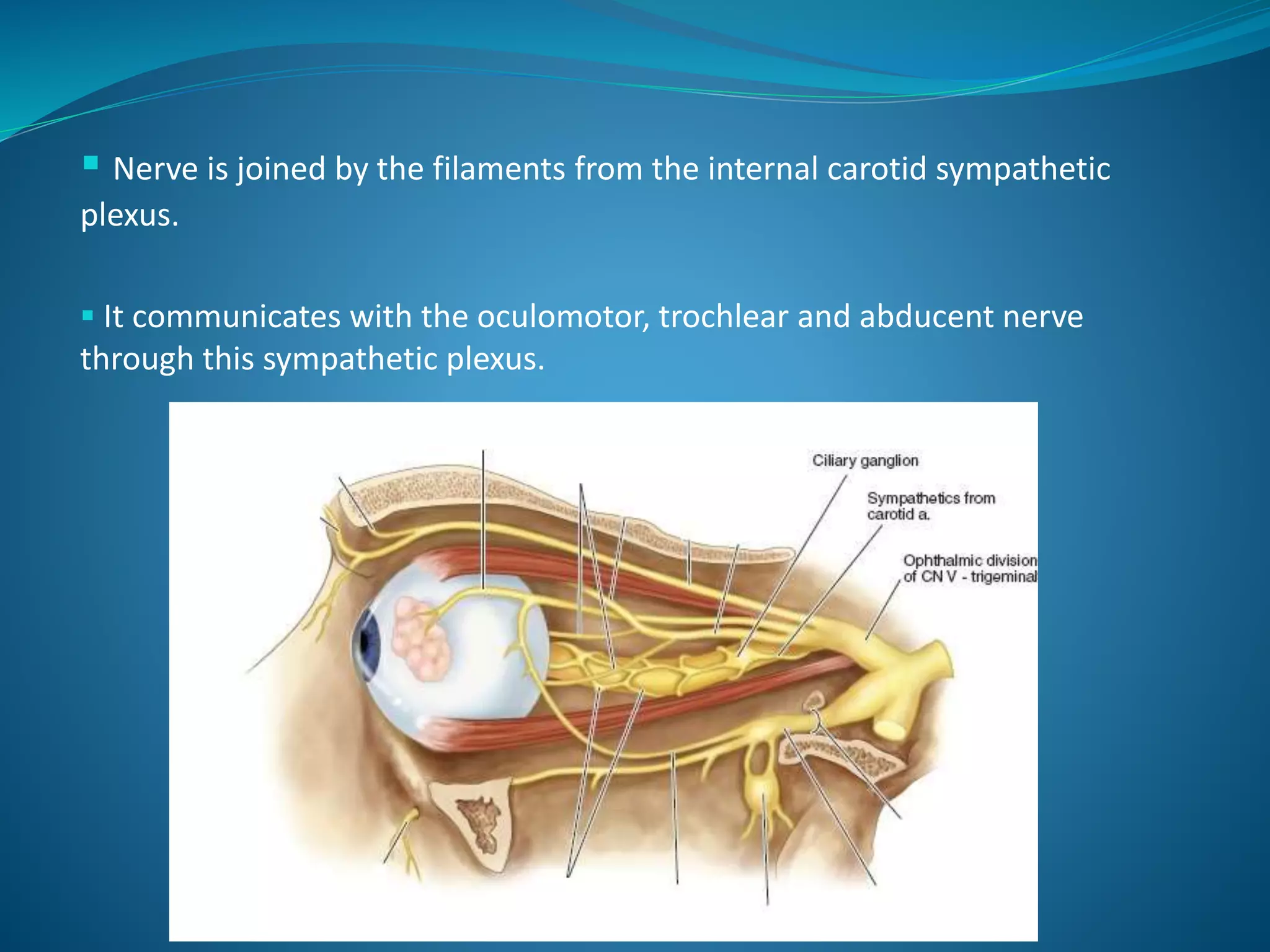  Nerve is joined by the filaments from the internal carotid sympathetic
plexus.
 It communicates with the oculomotor, trochlear and abducent nerve
through this sympathetic plexus.
 