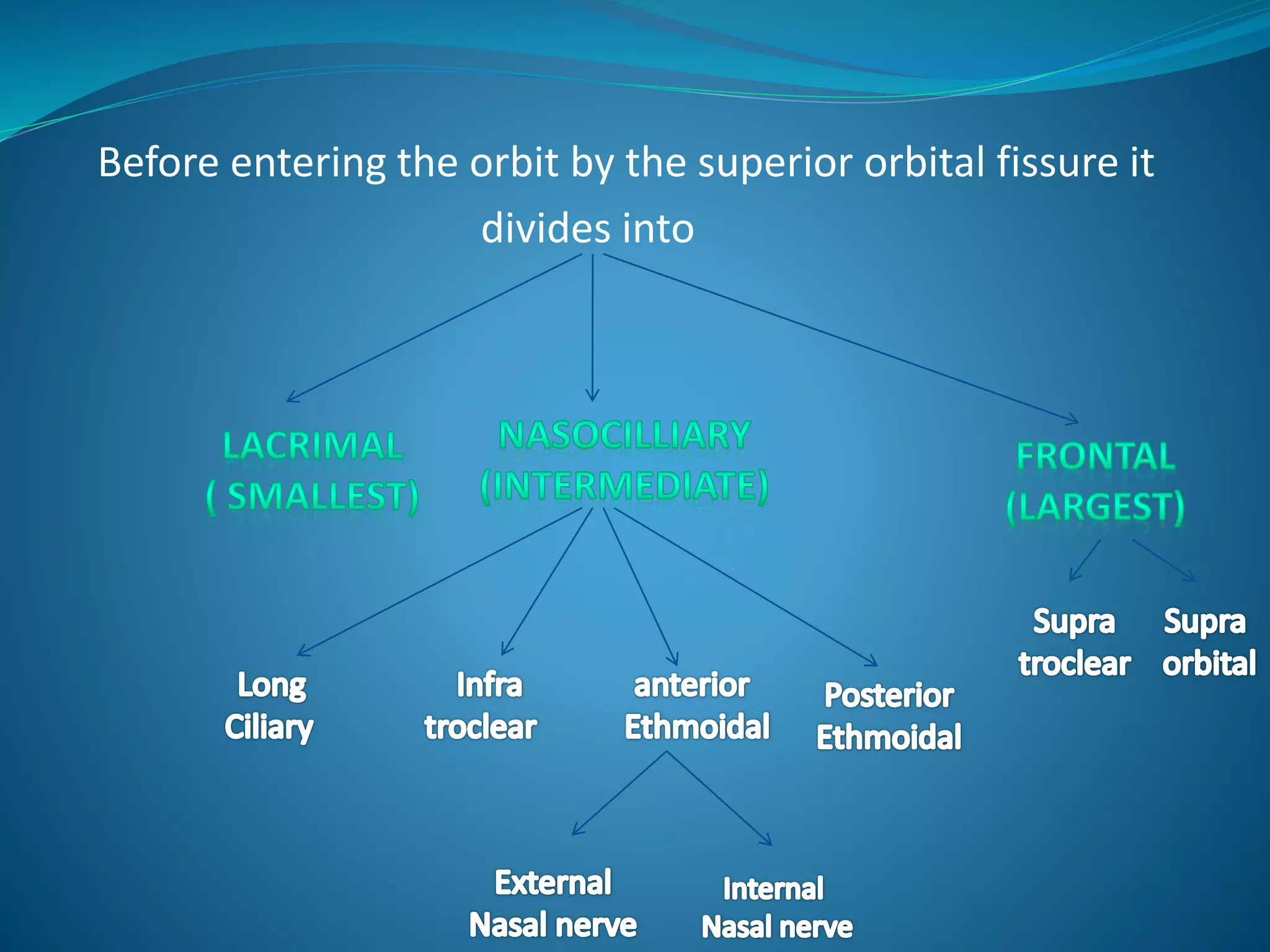 Before entering the orbit by the superior orbital fissure it
divides into
 