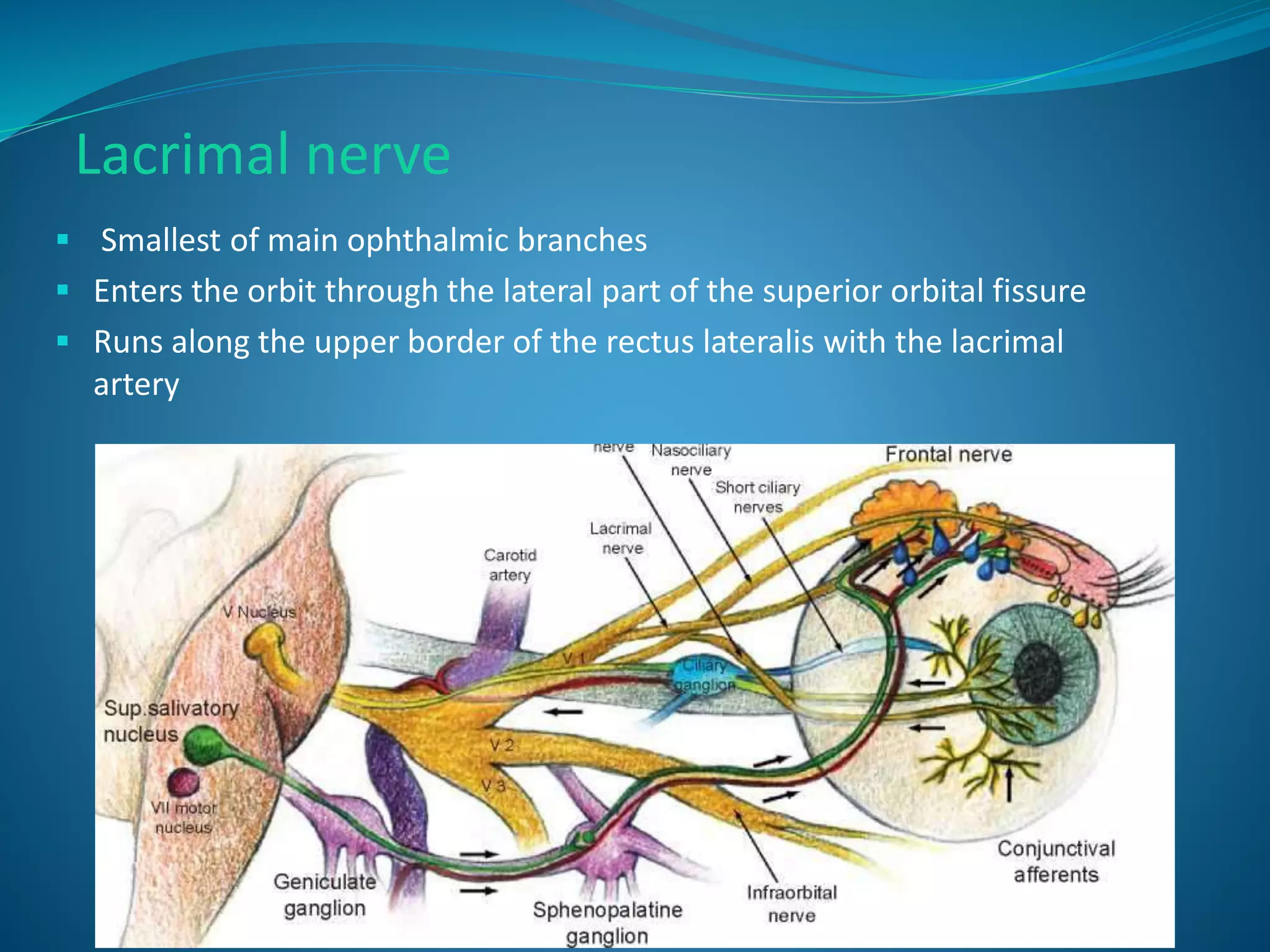 Lacrimal nerve
 Smallest of main ophthalmic branches
 Enters the orbit through the lateral part of the superior orbital fissure
 Runs along the upper border of the rectus lateralis with the lacrimal
artery
 