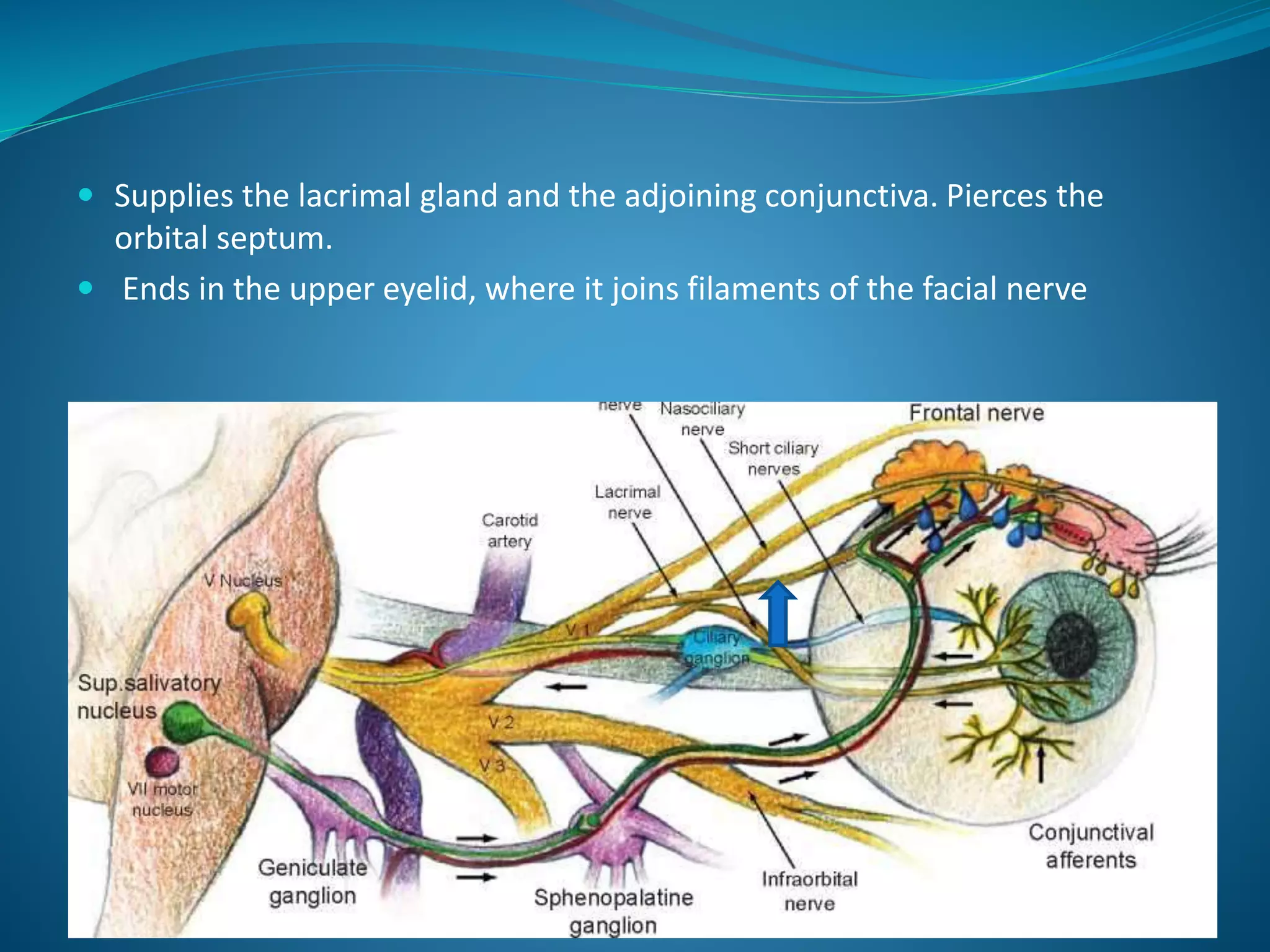  Supplies the lacrimal gland and the adjoining conjunctiva. Pierces the
orbital septum.
 Ends in the upper eyelid, where it joins filaments of the facial nerve
 