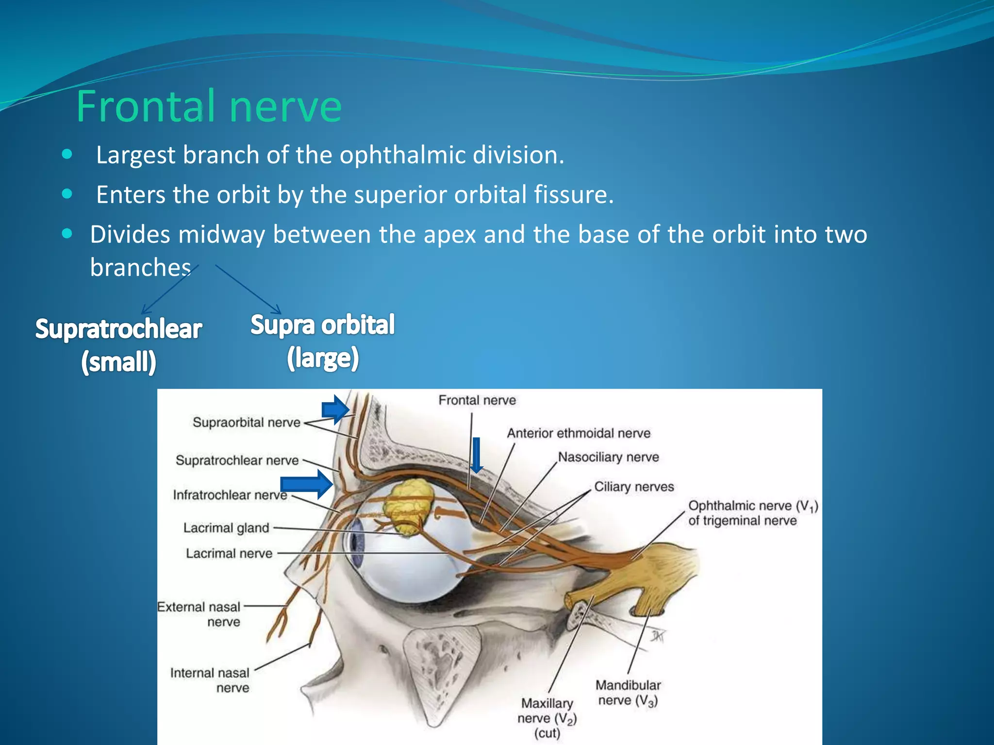 Frontal nerve
 Largest branch of the ophthalmic division.
 Enters the orbit by the superior orbital fissure.
 Divides midway between the apex and the base of the orbit into two
branches
 