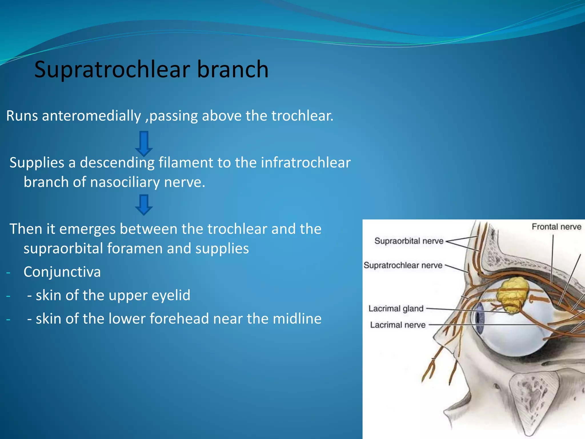 Supratrochlear branch
Runs anteromedially ,passing above the trochlear.
Supplies a descending filament to the infratrochlear
branch of nasociliary nerve.
Then it emerges between the trochlear and the
supraorbital foramen and supplies
- Conjunctiva
- - skin of the upper eyelid
- - skin of the lower forehead near the midline
 