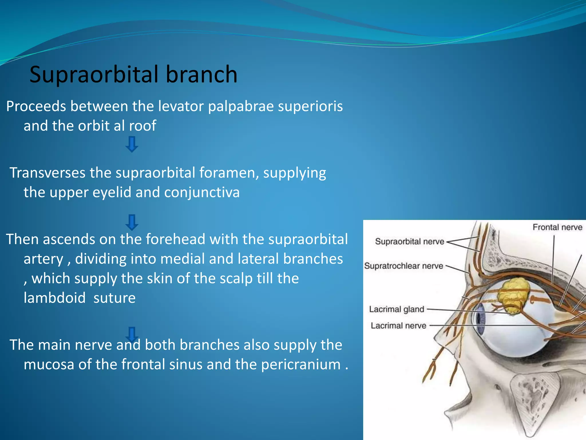 Supraorbital branch
Proceeds between the levator palpabrae superioris
and the orbit al roof
Transverses the supraorbital foramen, supplying
the upper eyelid and conjunctiva
Then ascends on the forehead with the supraorbital
artery , dividing into medial and lateral branches
, which supply the skin of the scalp till the
lambdoid suture
The main nerve and both branches also supply the
mucosa of the frontal sinus and the pericranium .
 