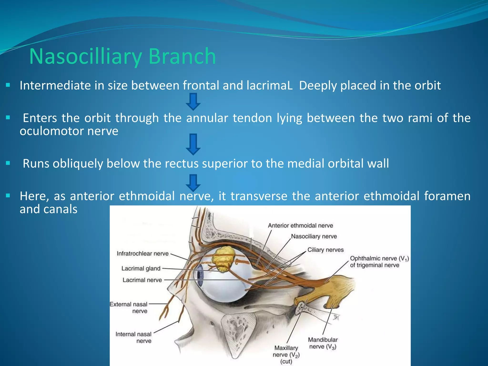 Nasocilliary Branch
 Intermediate in size between frontal and lacrimaL Deeply placed in the orbit
 Enters the orbit through the annular tendon lying between the two rami of the
oculomotor nerve
 Runs obliquely below the rectus superior to the medial orbital wall
 Here, as anterior ethmoidal nerve, it transverse the anterior ethmoidal foramen
and canals
 