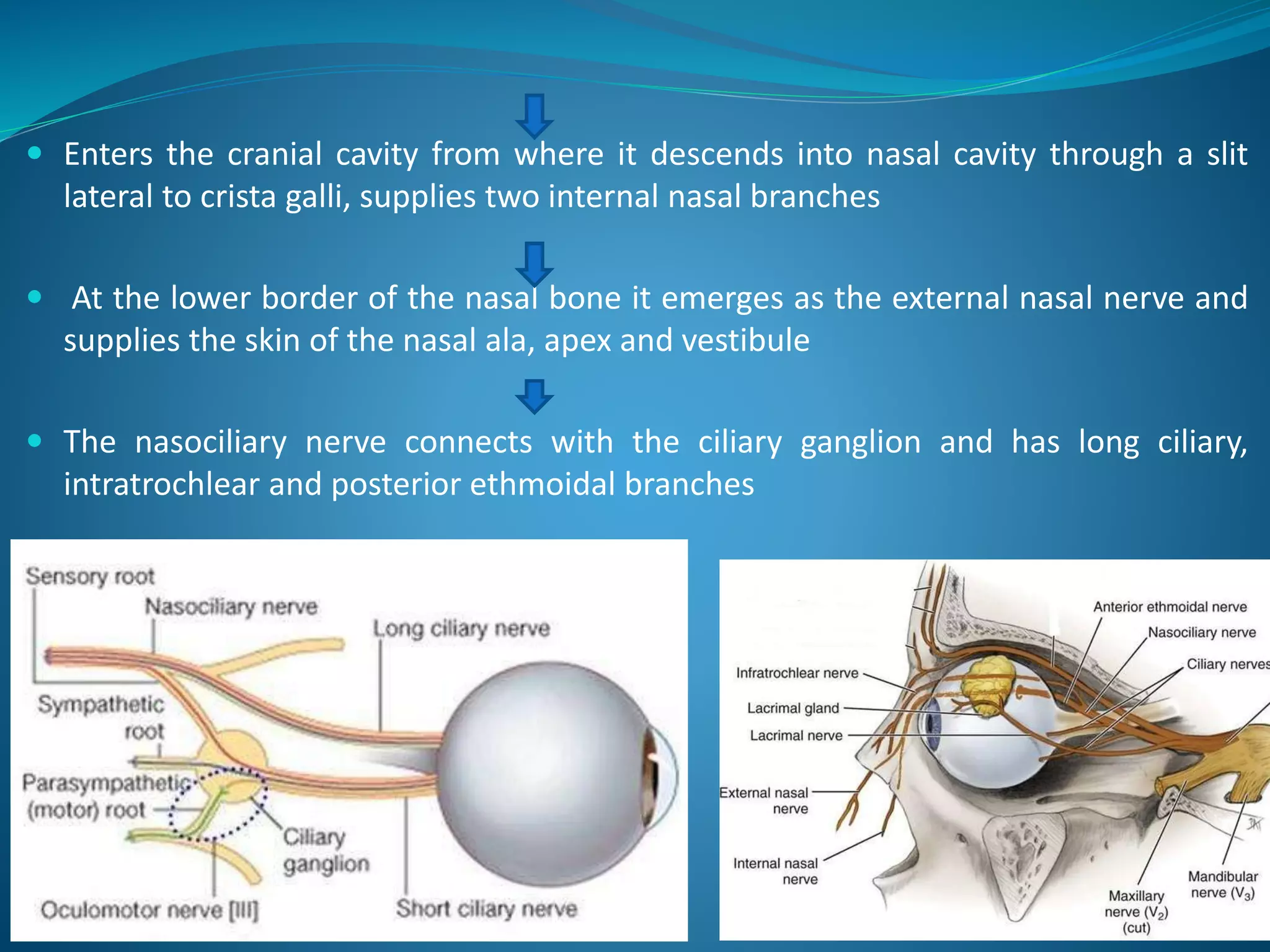  Enters the cranial cavity from where it descends into nasal cavity through a slit
lateral to crista galli, supplies two internal nasal branches
 At the lower border of the nasal bone it emerges as the external nasal nerve and
supplies the skin of the nasal ala, apex and vestibule
 The nasociliary nerve connects with the ciliary ganglion and has long ciliary,
intratrochlear and posterior ethmoidal branches
 