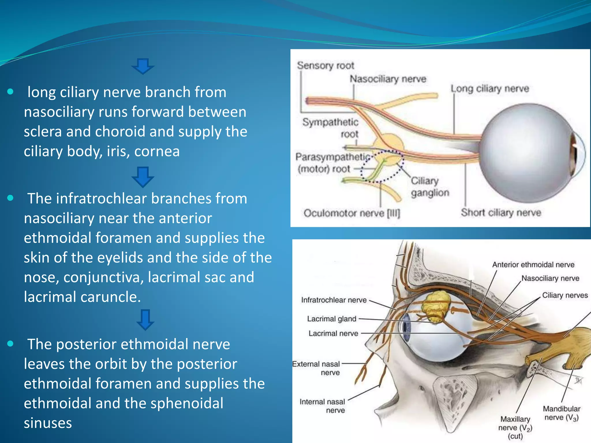  long ciliary nerve branch from
nasociliary runs forward between
sclera and choroid and supply the
ciliary body, iris, cornea
 The infratrochlear branches from
nasociliary near the anterior
ethmoidal foramen and supplies the
skin of the eyelids and the side of the
nose, conjunctiva, lacrimal sac and
lacrimal caruncle.
 The posterior ethmoidal nerve
leaves the orbit by the posterior
ethmoidal foramen and supplies the
ethmoidal and the sphenoidal
sinuses
 