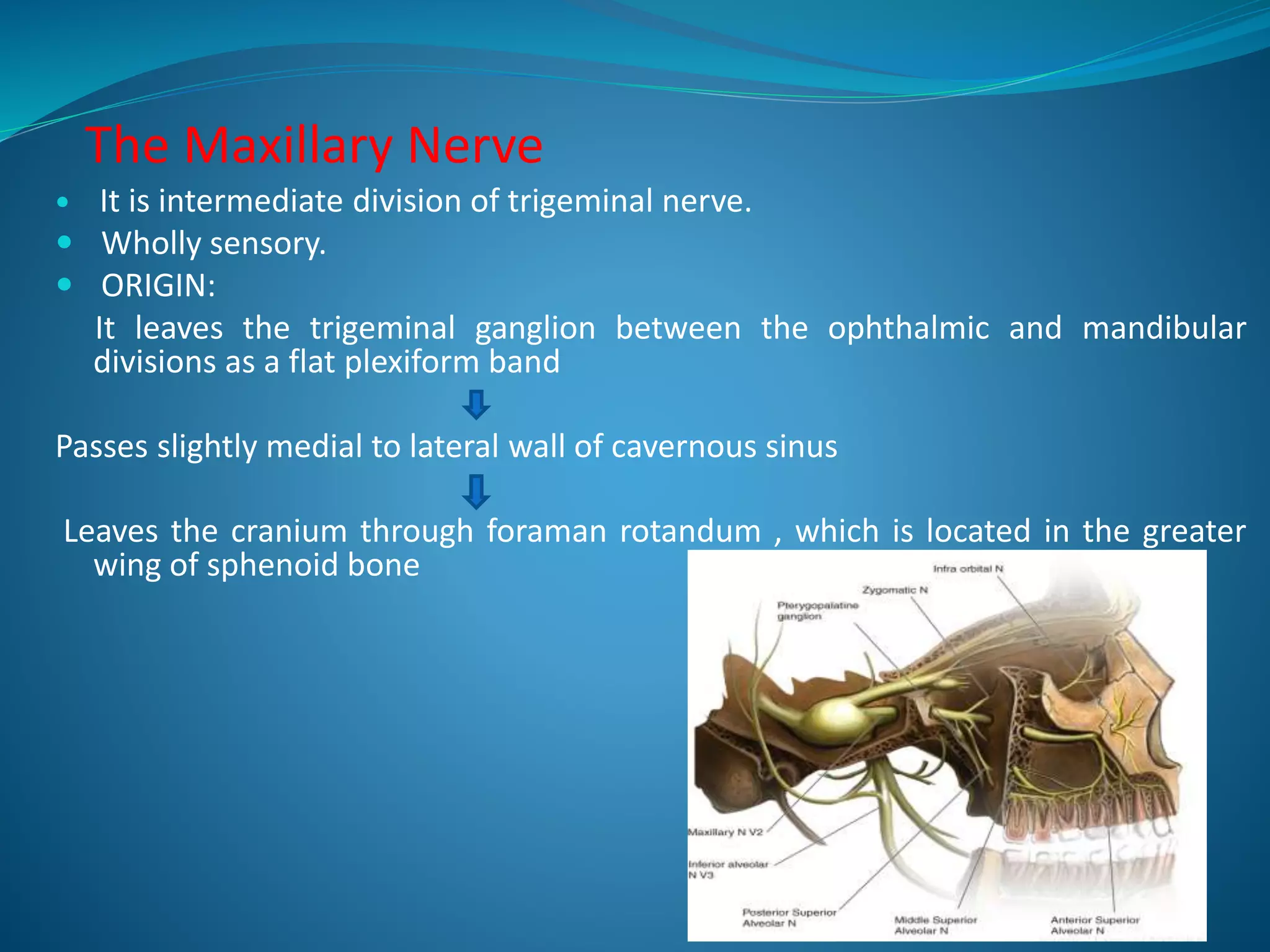 The Maxillary Nerve
 It is intermediate division of trigeminal nerve.
 Wholly sensory.
 ORIGIN:
It leaves the trigeminal ganglion between the ophthalmic and mandibular
divisions as a flat plexiform band
Passes slightly medial to lateral wall of cavernous sinus
Leaves the cranium through foraman rotandum , which is located in the greater
wing of sphenoid bone
 