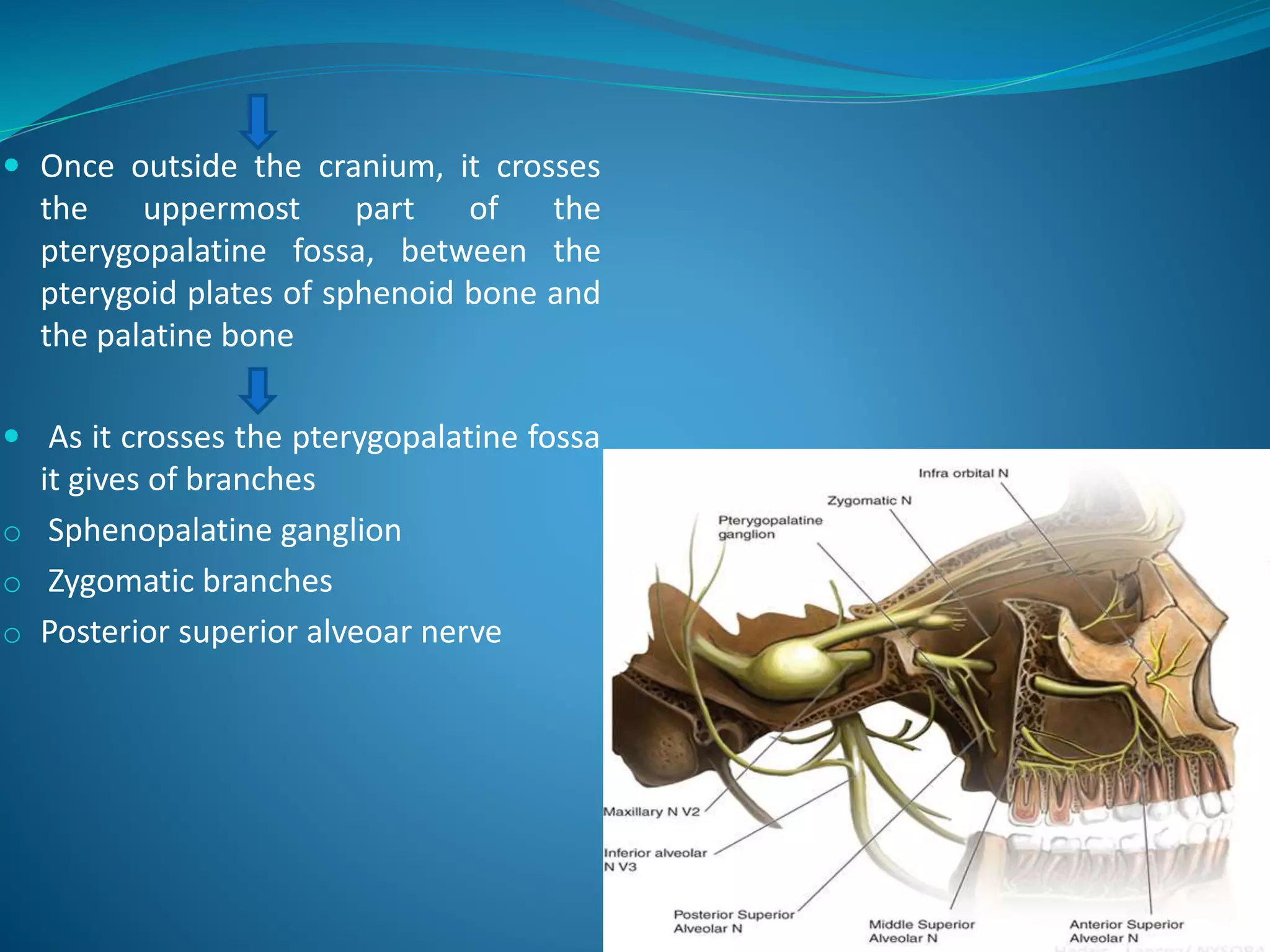  Once outside the cranium, it crosses
the uppermost part of the
pterygopalatine fossa, between the
pterygoid plates of sphenoid bone and
the palatine bone
 As it crosses the pterygopalatine fossa
it gives of branches
o Sphenopalatine ganglion
o Zygomatic branches
o Posterior superior alveoar nerve
 