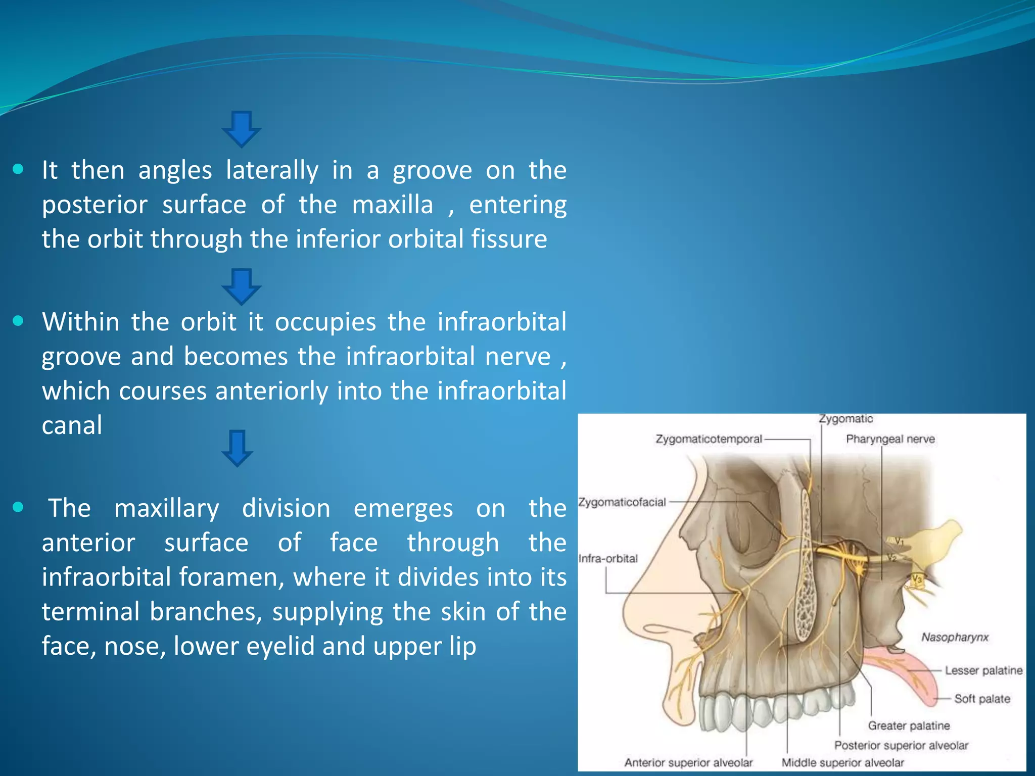  It then angles laterally in a groove on the
posterior surface of the maxilla , entering
the orbit through the inferior orbital fissure
 Within the orbit it occupies the infraorbital
groove and becomes the infraorbital nerve ,
which courses anteriorly into the infraorbital
canal
 The maxillary division emerges on the
anterior surface of face through the
infraorbital foramen, where it divides into its
terminal branches, supplying the skin of the
face, nose, lower eyelid and upper lip
 