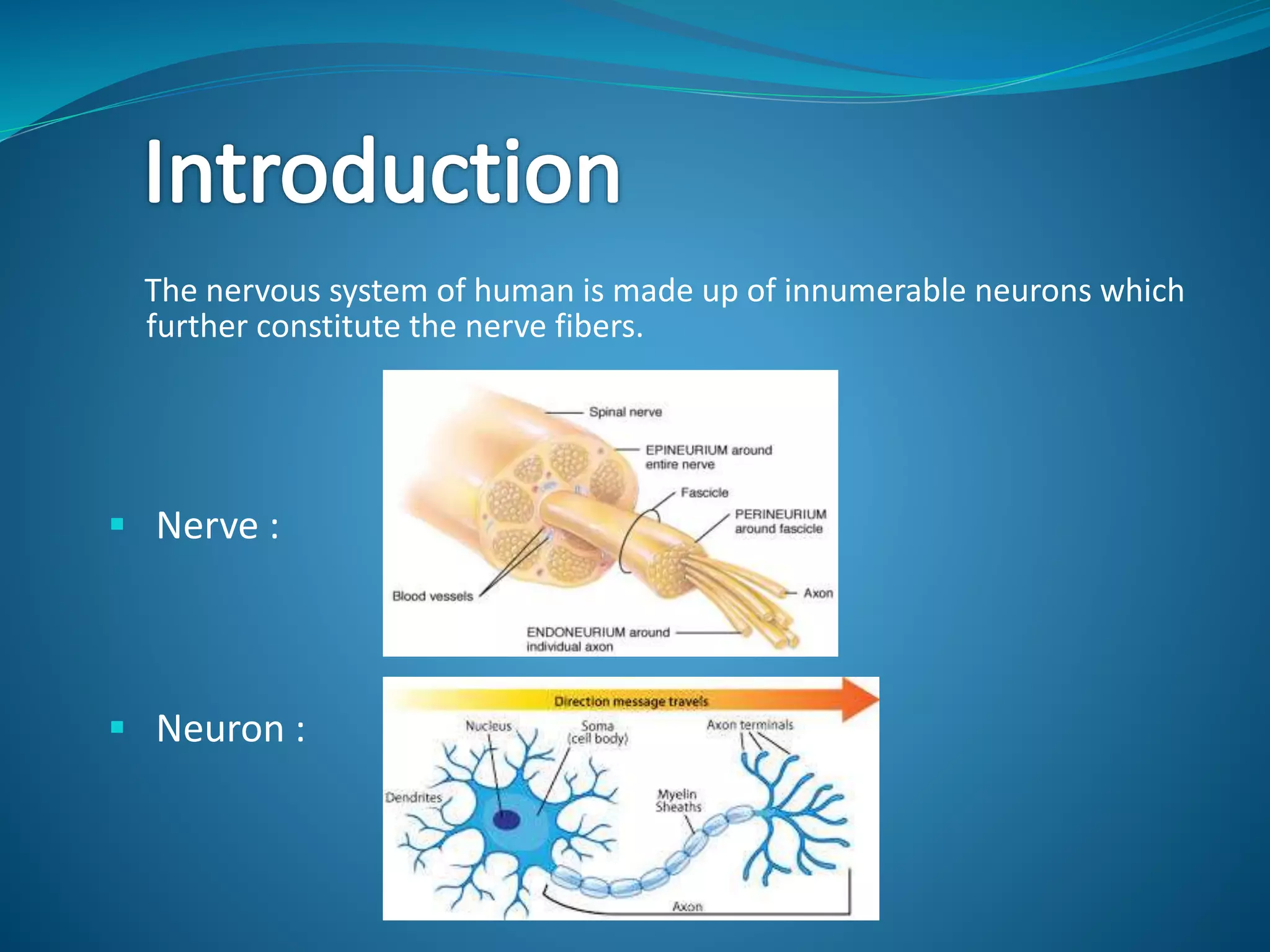 The nervous system of human is made up of innumerable neurons which
further constitute the nerve fibers.
 Nerve :
 Neuron :
 
