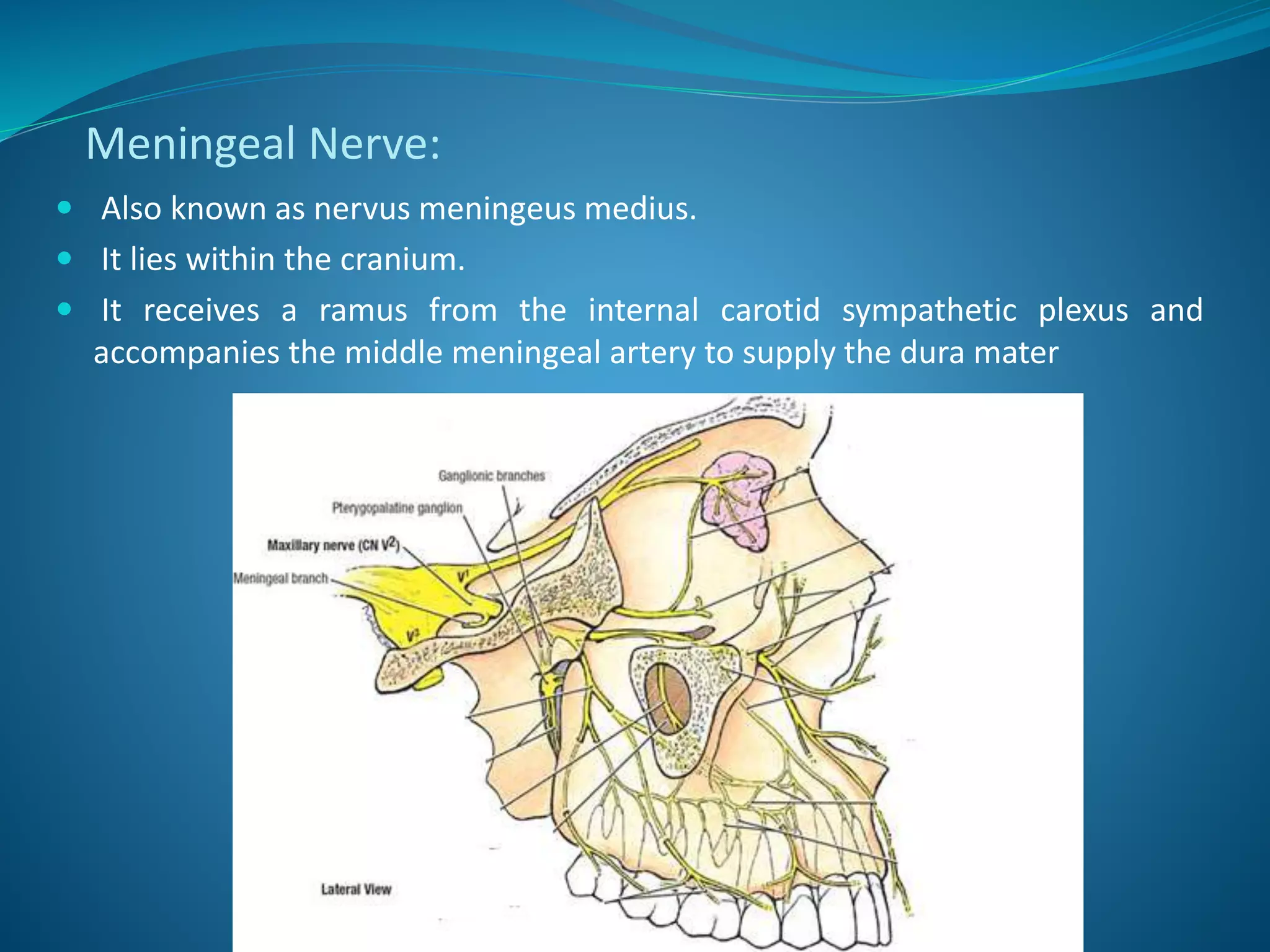 Meningeal Nerve:
 Also known as nervus meningeus medius.
 It lies within the cranium.
 It receives a ramus from the internal carotid sympathetic plexus and
accompanies the middle meningeal artery to supply the dura mater
 
