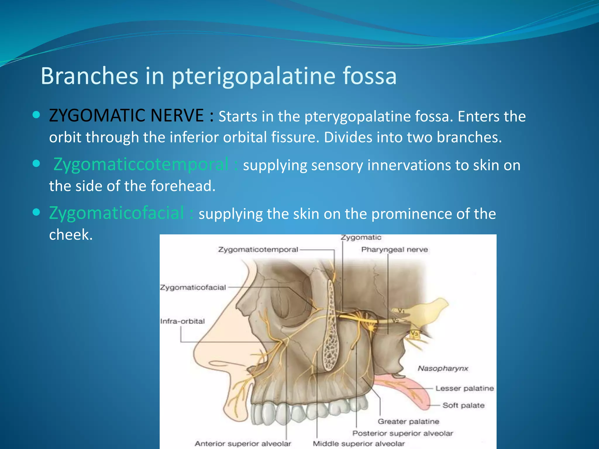 Branches in pterigopalatine fossa
 ZYGOMATIC NERVE : Starts in the pterygopalatine fossa. Enters the
orbit through the inferior orbital fissure. Divides into two branches.
 Zygomaticcotemporal : supplying sensory innervations to skin on
the side of the forehead.
 Zygomaticofacial : supplying the skin on the prominence of the
cheek.
 