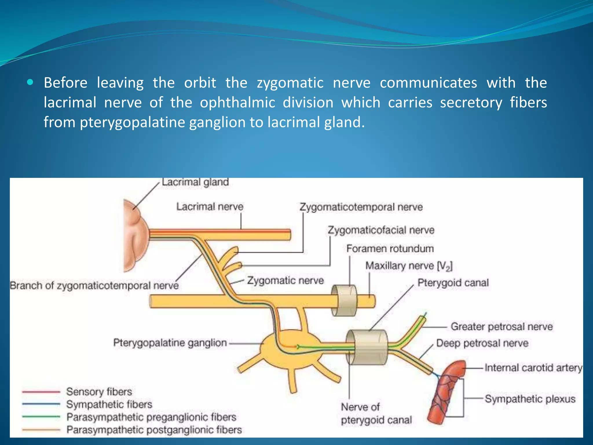  Before leaving the orbit the zygomatic nerve communicates with the
lacrimal nerve of the ophthalmic division which carries secretory fibers
from pterygopalatine ganglion to lacrimal gland.
 
