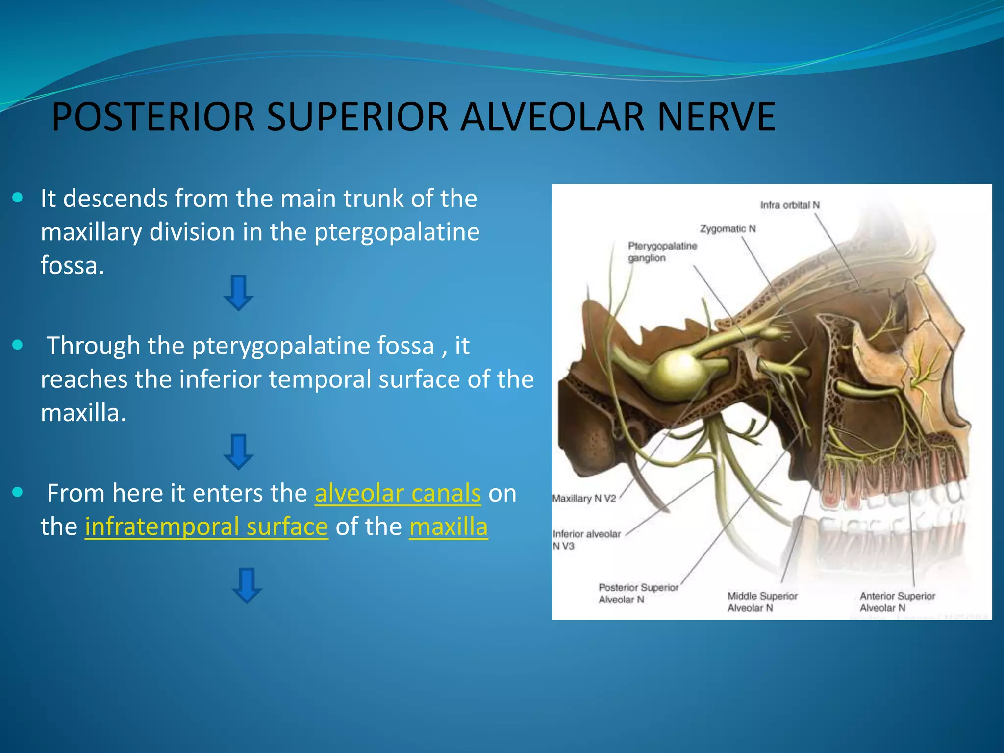 POSTERIOR SUPERIOR ALVEOLAR NERVE
 It descends from the main trunk of the
maxillary division in the ptergopalatine
fossa.
 Through the pterygopalatine fossa , it
reaches the inferior temporal surface of the
maxilla.
 From here it enters the alveolar canals on
the infratemporal surface of the maxilla
 