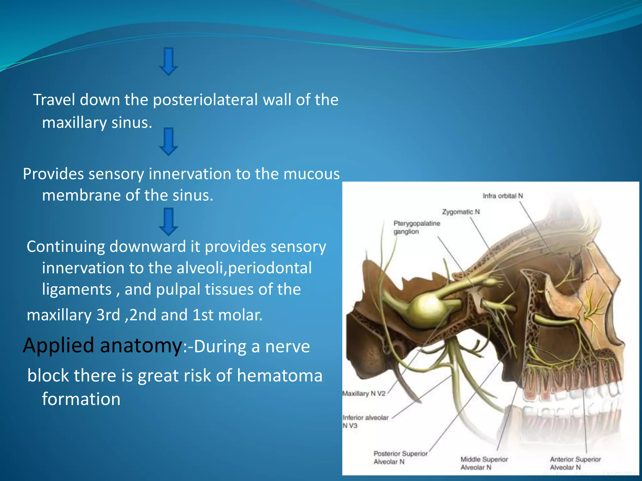 Travel down the posteriolateral wall of the
maxillary sinus.
Provides sensory innervation to the mucous
membrane of the sinus.
Continuing downward it provides sensory
innervation to the alveoli,periodontal
ligaments , and pulpal tissues of the
maxillary 3rd ,2nd and 1st molar.
Applied anatomy:-During a nerve
block there is great risk of hematoma
formation
 