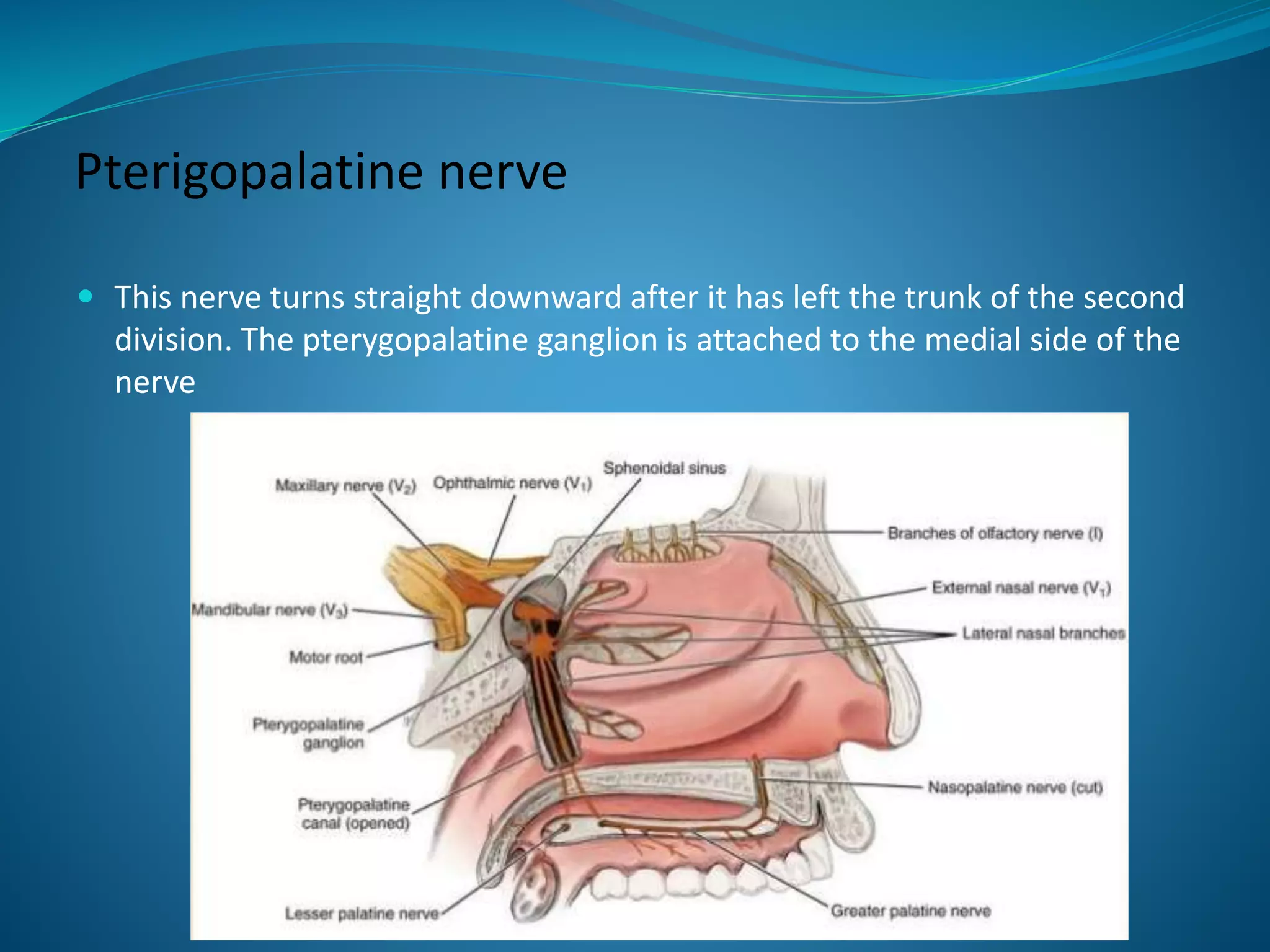 Pterigopalatine nerve
 This nerve turns straight downward after it has left the trunk of the second
division. The pterygopalatine ganglion is attached to the medial side of the
nerve
 