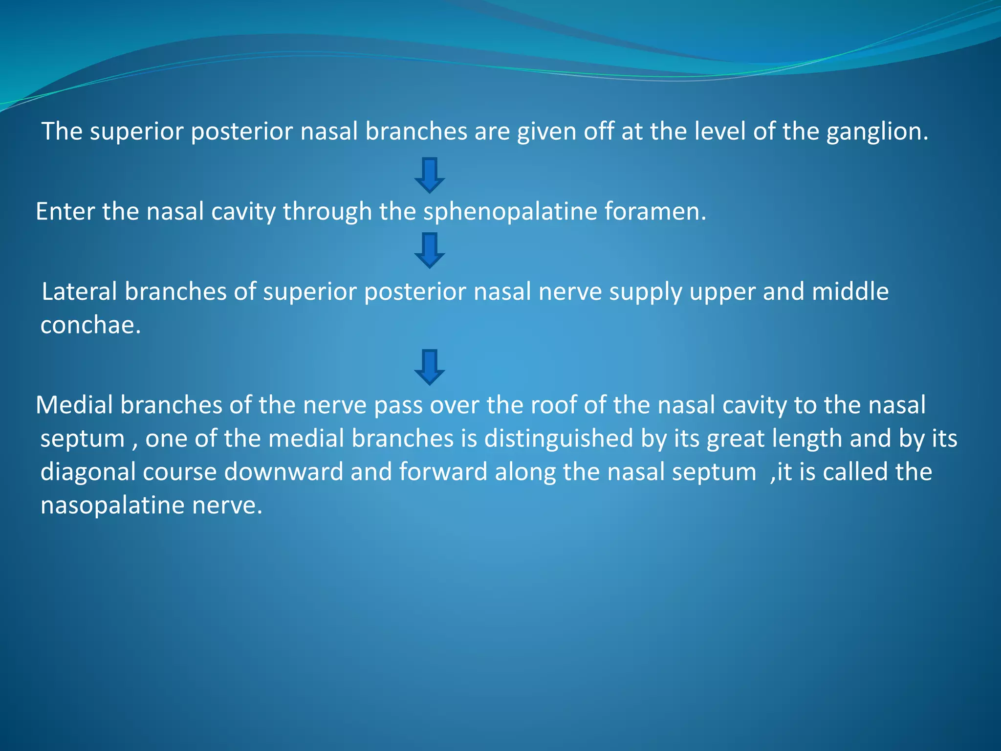 The superior posterior nasal branches are given off at the level of the ganglion.
Enter the nasal cavity through the sphenopalatine foramen.
Lateral branches of superior posterior nasal nerve supply upper and middle
conchae.
Medial branches of the nerve pass over the roof of the nasal cavity to the nasal
septum , one of the medial branches is distinguished by its great length and by its
diagonal course downward and forward along the nasal septum ,it is called the
nasopalatine nerve.
 