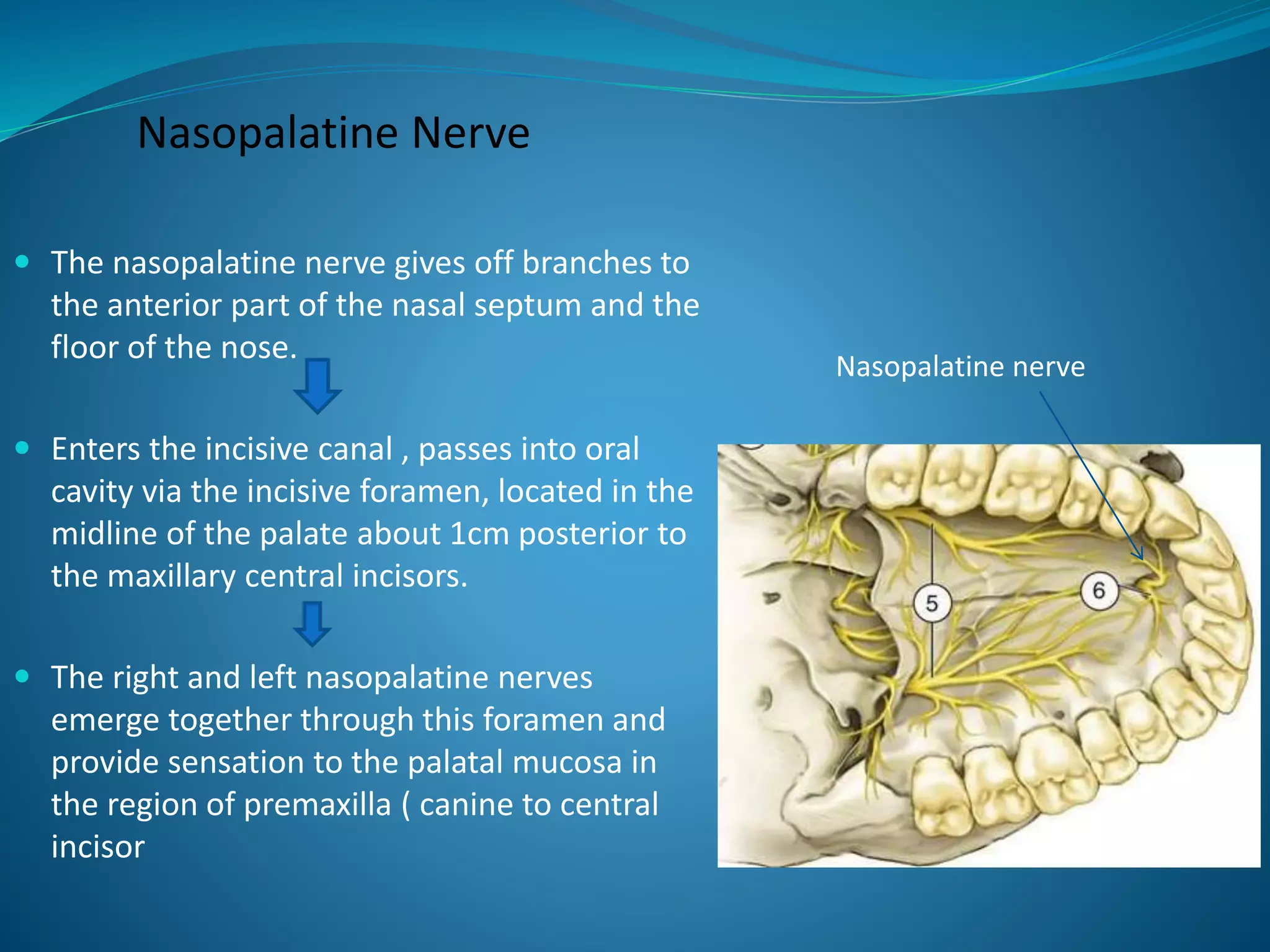 Nasopalatine Nerve
 The nasopalatine nerve gives off branches to
the anterior part of the nasal septum and the
floor of the nose.
 Enters the incisive canal , passes into oral
cavity via the incisive foramen, located in the
midline of the palate about 1cm posterior to
the maxillary central incisors.
 The right and left nasopalatine nerves
emerge together through this foramen and
provide sensation to the palatal mucosa in
the region of premaxilla ( canine to central
incisor
Nasopalatine nerve
 