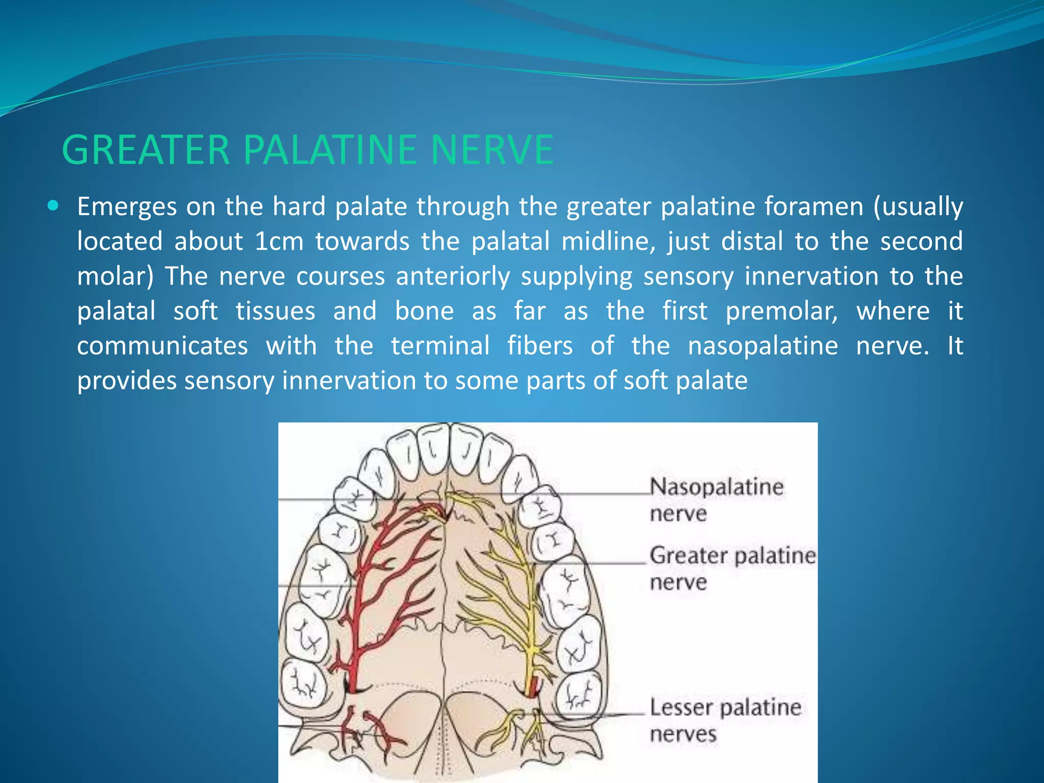GREATER PALATINE NERVE
 Emerges on the hard palate through the greater palatine foramen (usually
located about 1cm towards the palatal midline, just distal to the second
molar) The nerve courses anteriorly supplying sensory innervation to the
palatal soft tissues and bone as far as the first premolar, where it
communicates with the terminal fibers of the nasopalatine nerve. It
provides sensory innervation to some parts of soft palate
 