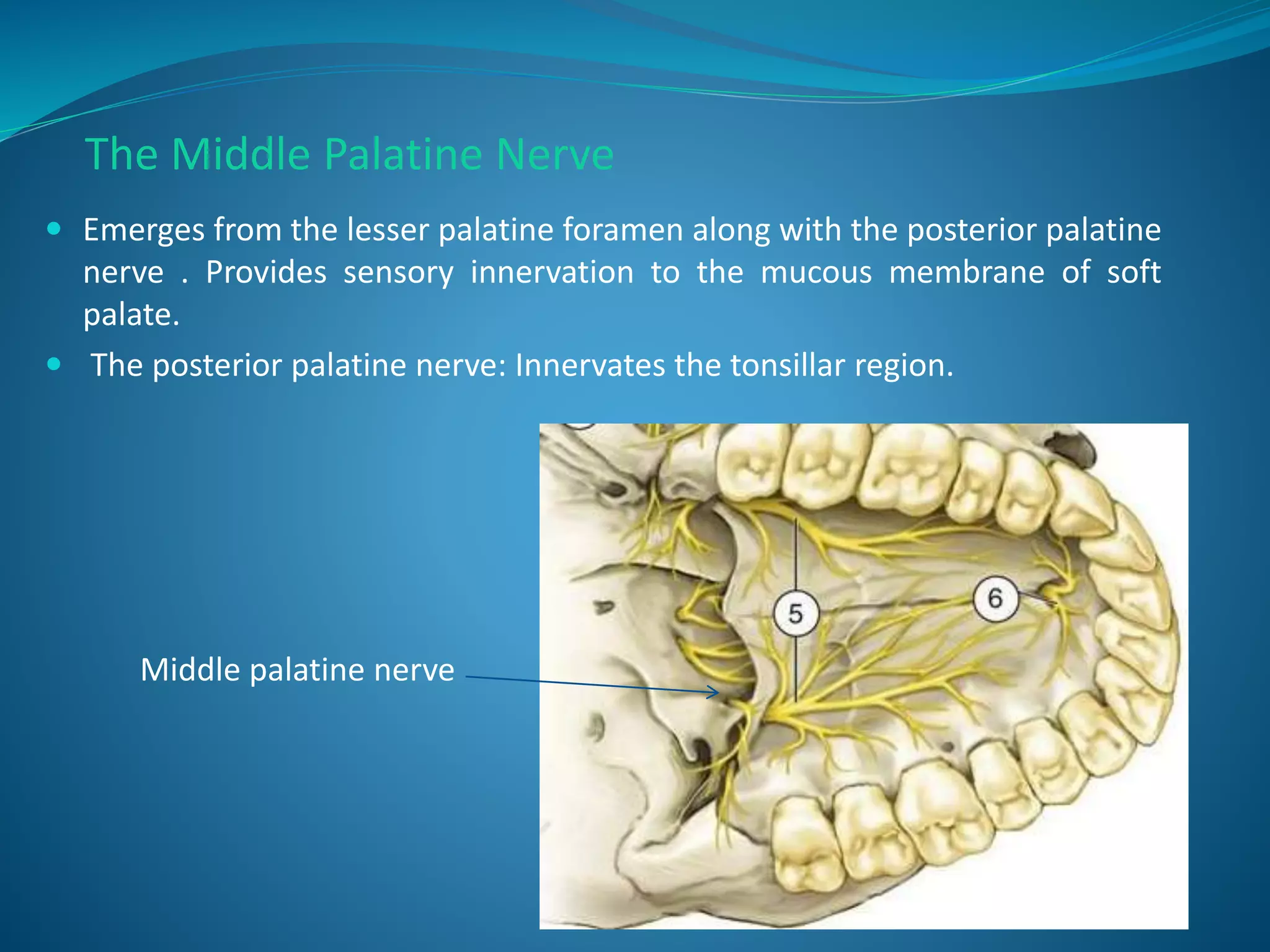  Emerges from the lesser palatine foramen along with the posterior palatine
nerve . Provides sensory innervation to the mucous membrane of soft
palate.
 The posterior palatine nerve: Innervates the tonsillar region.
Middle palatine nerve
The Middle Palatine Nerve
 