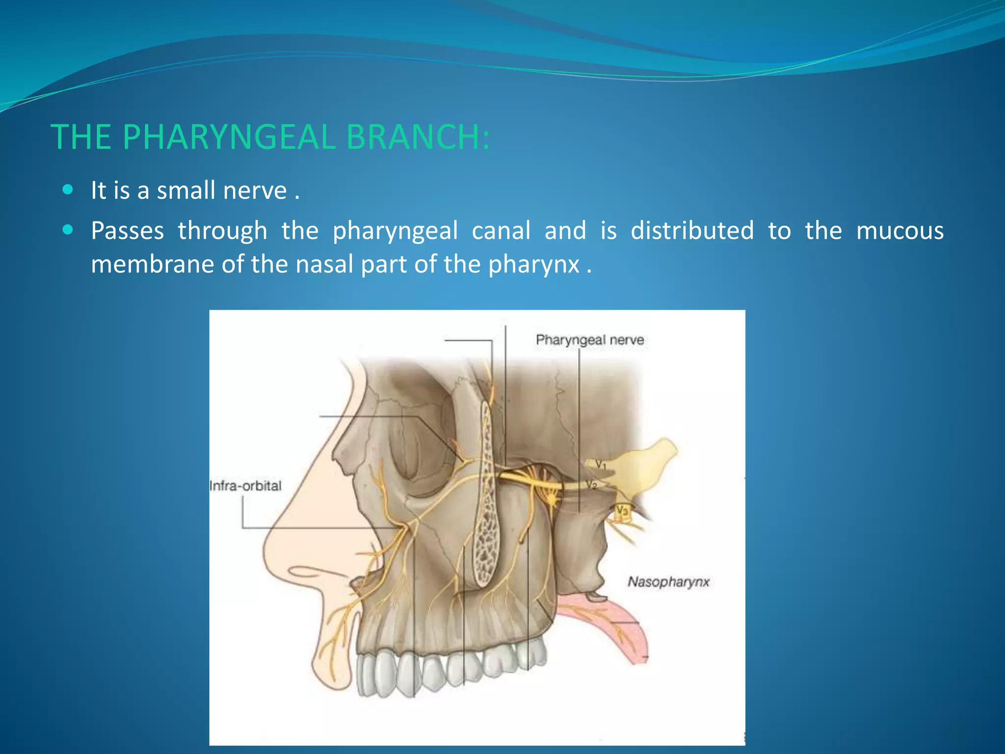 THE PHARYNGEAL BRANCH:
 It is a small nerve .
 Passes through the pharyngeal canal and is distributed to the mucous
membrane of the nasal part of the pharynx .
 